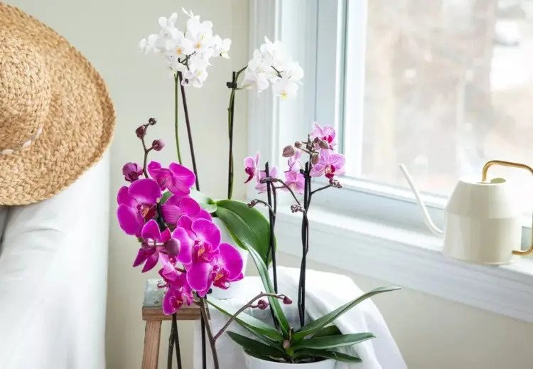 How often to water orchids tips