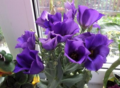 How-to-care-for-potted-eustoma