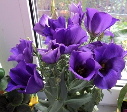 How-to-care-for-potted-eustoma