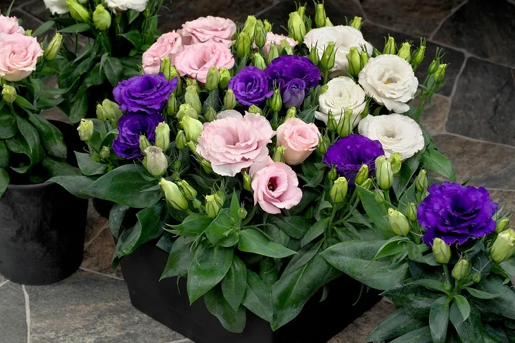 How to care for potted eustoma tips guide
