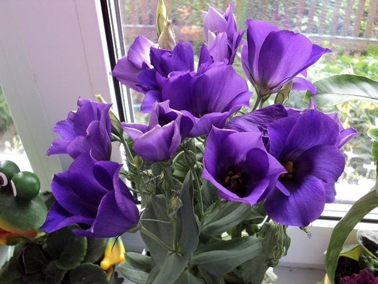 How to care for potted eustoma