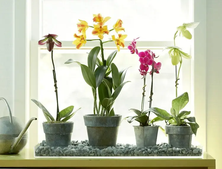 How to water orchids in summer how often