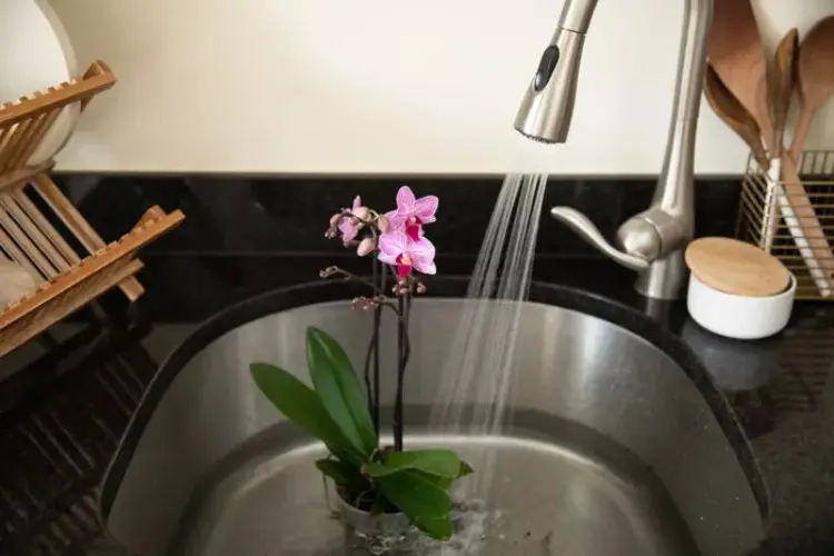 Water the orchid properly how often and when