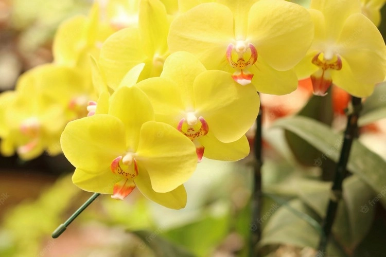 Orchids can bloom for several months