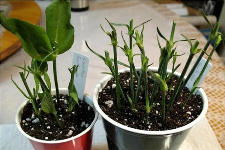 Repotting and growing eustoma