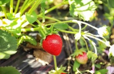 Strawberry-plant-care-after-harvest-increase-yields