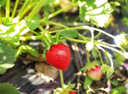 Strawberry-plant-care-after-harvest-increase-yields