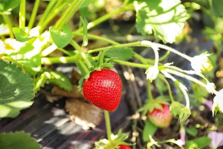 Care for strawberries after harvesting increase yields