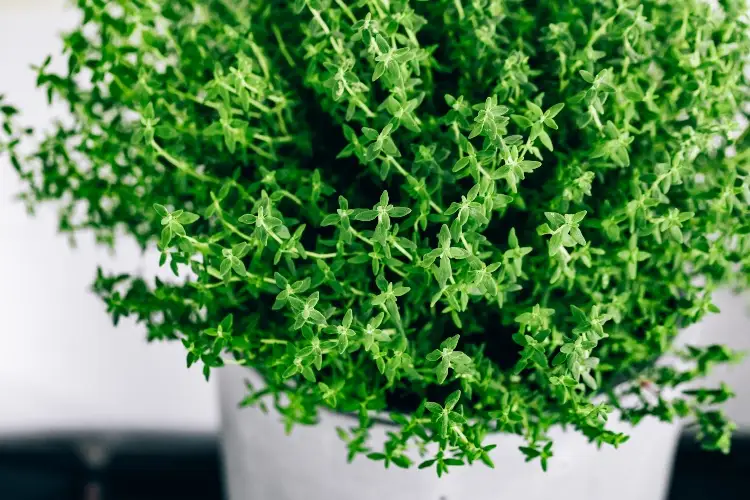 Thyme in pot on the balcony care tips needs winter protection