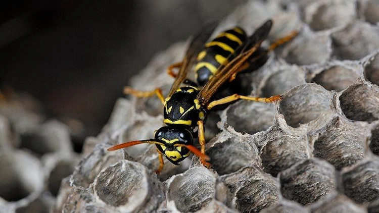 Wasps build nests and can react aggressively