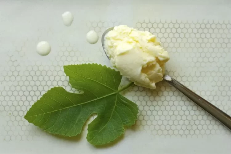 can you eat fig leaves dry leaves intensify flavor make ice cream
