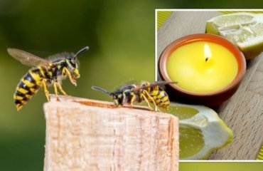 citronella-against-wasps-candles-and-scented-oils-spray