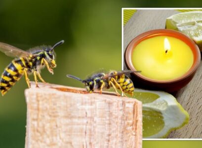 citronella-against-wasps-candles-and-scented-oils-spray