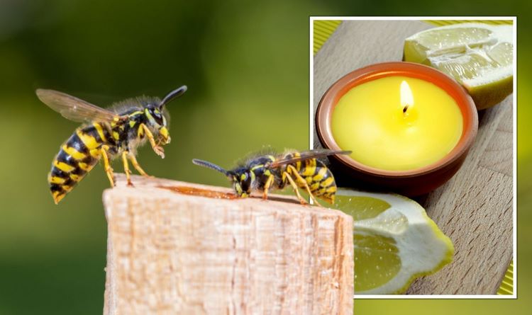 citronella against wasps candles and scented oils spray