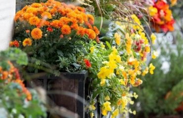 fall-flowers-for-balcony-boxes-and-flower-pots