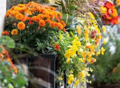 fall-flowers-for-balcony-boxes-and-flower-pots