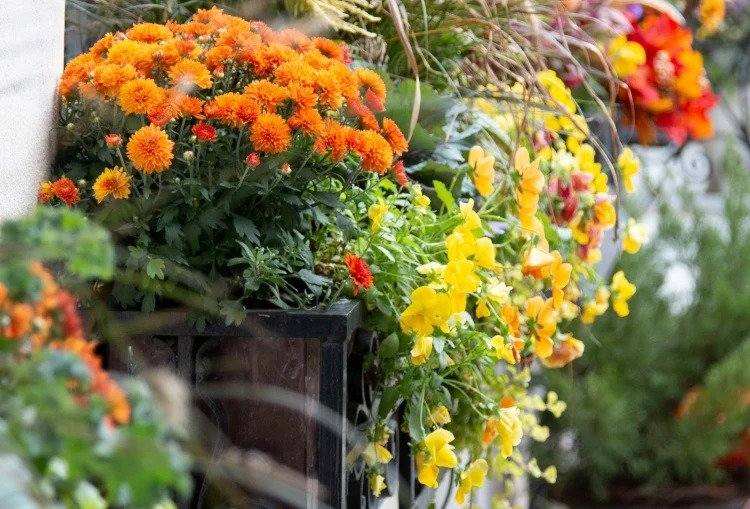 fall flowers for balcony boxes and flower pots