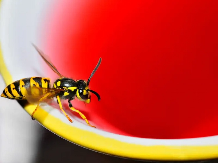 fragrant foods like fruits and juices can attract wasps in gardens or houses