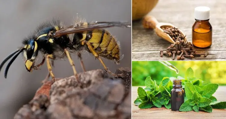 home remedies against wasps scented oils