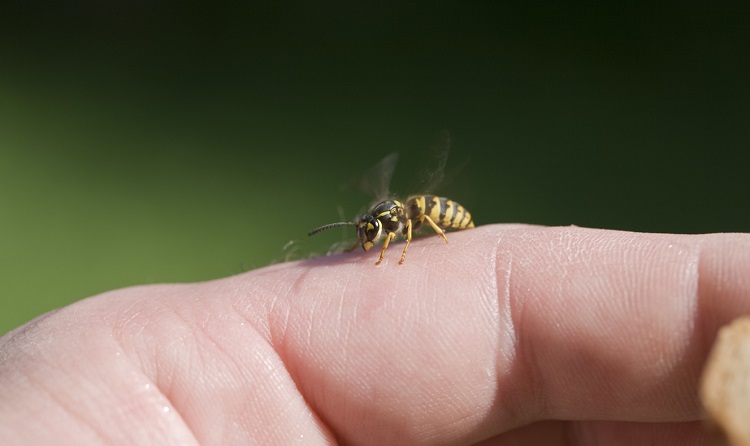 home remedies for wasp stings to relieve symptoms