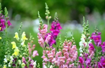 how-do-plants-protect-themselves-from-heat-snapdragons