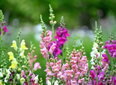 how-do-plants-protect-themselves-from-heat-snapdragons
