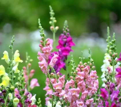 how-do-plants-protect-themselves-from-heat-snapdragons