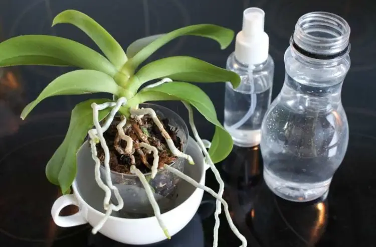 how long to soak orchids
