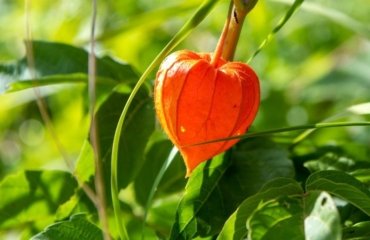 how-recognize-when-Physalis-is-ripe-tips