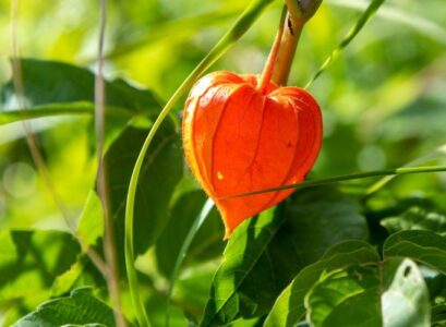 how-recognize-when-Physalis-is-ripe-tips