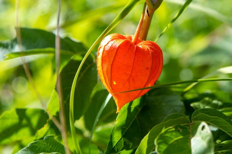 how recognize when Physalis is ripe tips