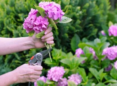 how-to-cut-hydrangea-for-decoration