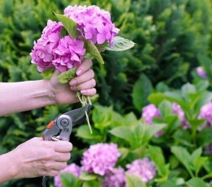 how-to-cut-hydrangea-for-decoration