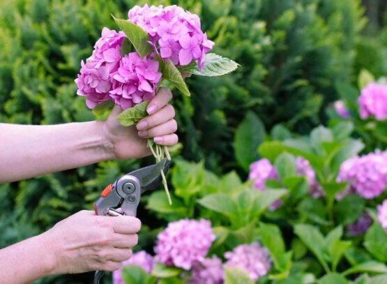 how-to-cut-hydrangea-for-decoration