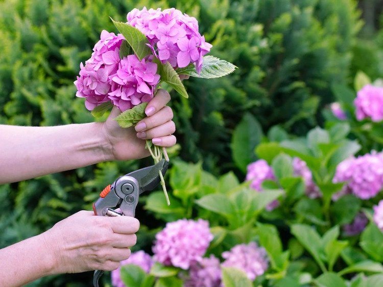 how to cut hydrangea for decoration