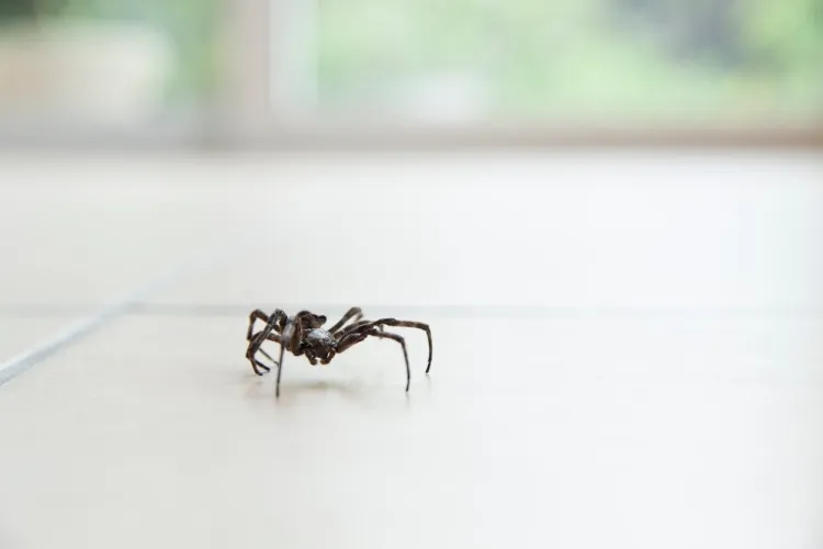 how to get rid of spiders in the house naturally