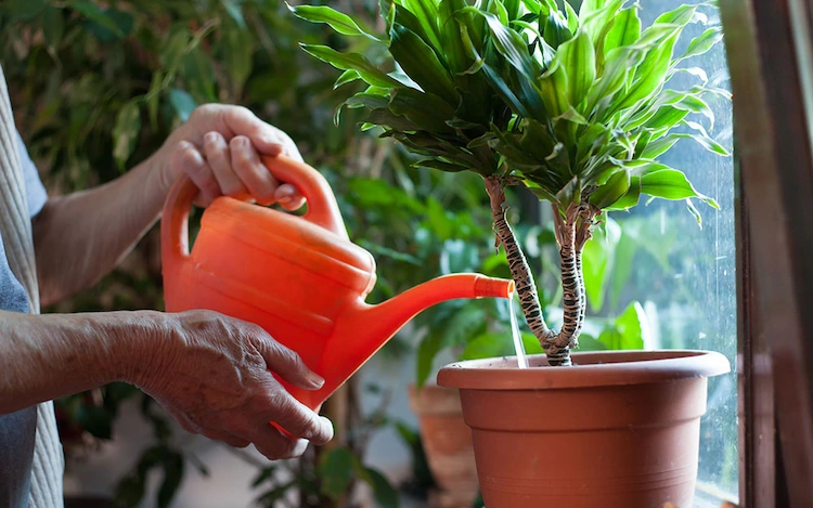 how to water houseplants regularly and keep them healthy while travelling