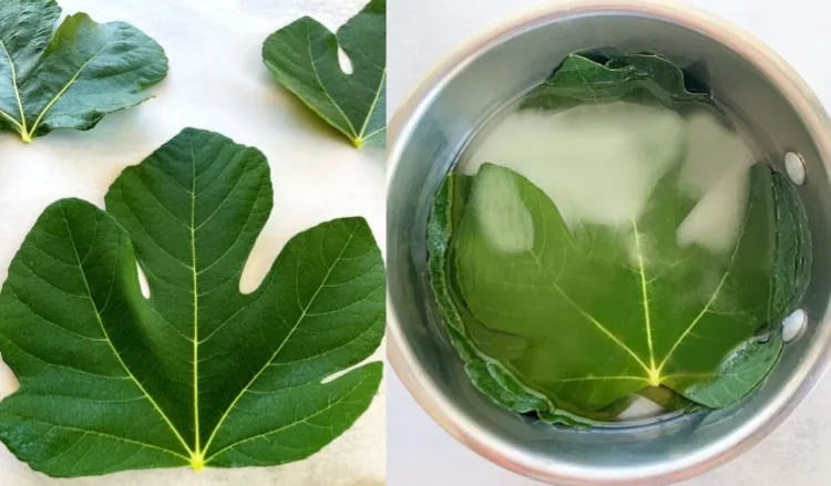 ideas fig leaves syrup cocktails summer punch