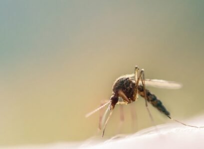 prevent-mosquito-bites-in-summer-with-effective-home-remedies