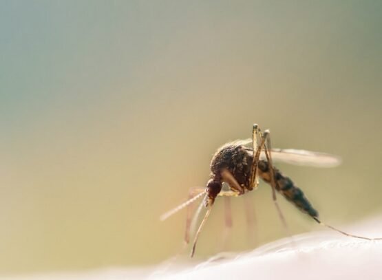 prevent-mosquito-bites-in-summer-with-effective-home-remedies