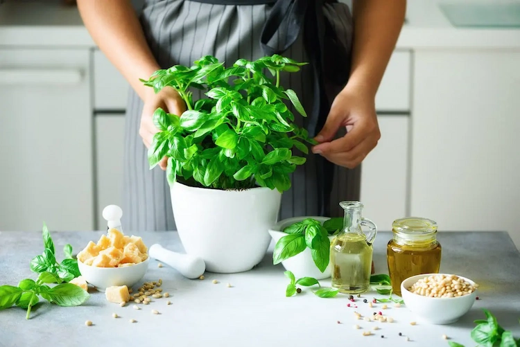 repellent plants like basil or mint against mosquito bites