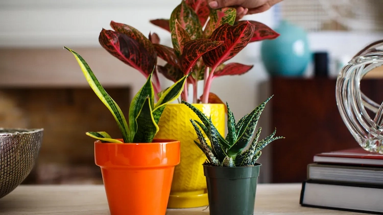 simple methods for self watering houseplants when you are traveling