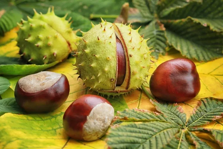 spiders repellent essence of horse chestnut