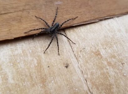 spiders-repellent-essential-oils