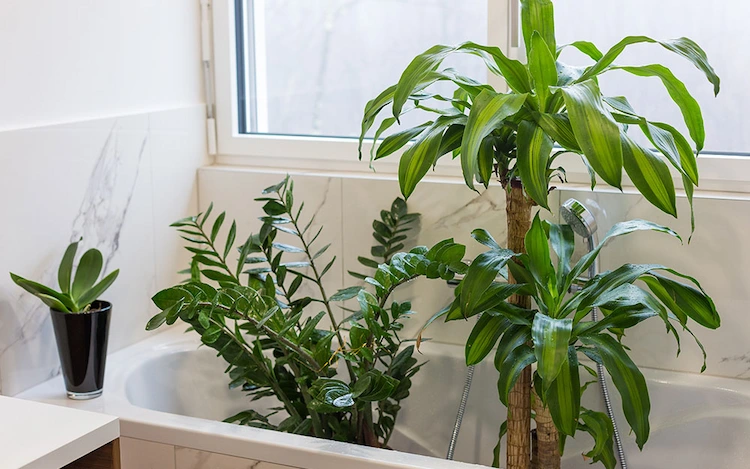 use a bathtub or sink to water your plants when traveling