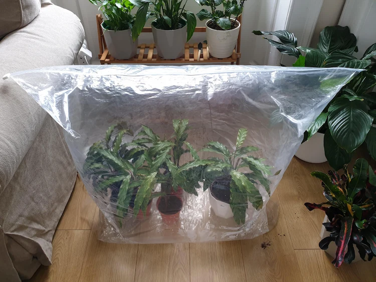 plastic bag as a greenhouse to water your plants when on holiday