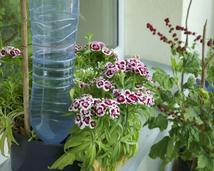 use a plastic bottle for watering plants when you are on holiday