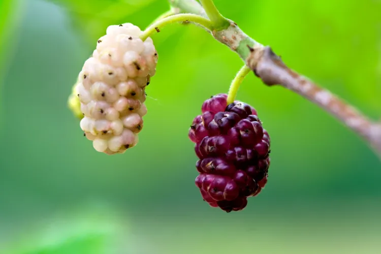 heat resistant plants for the garden white mulberry