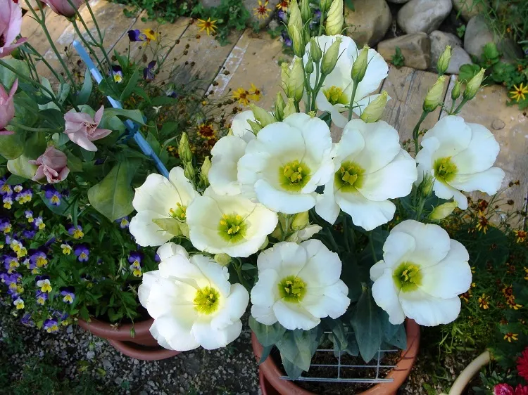 why potted eustoma does not bloom