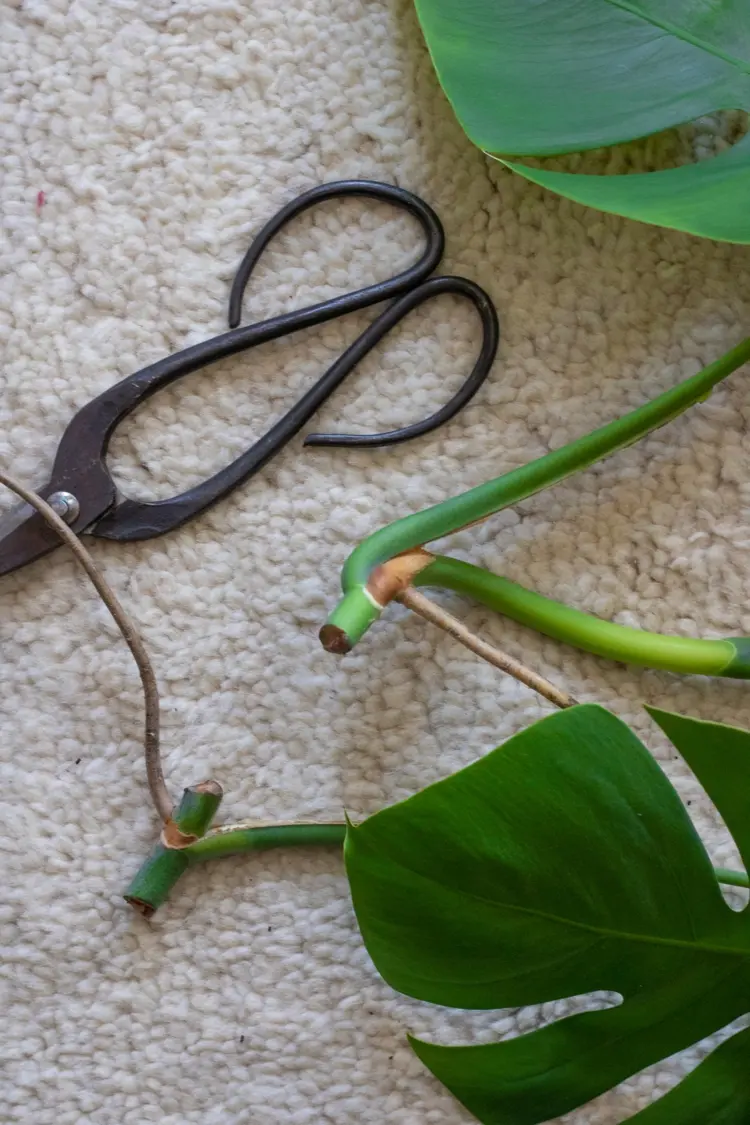 Aerial roots make propagation easier but can also be missing
